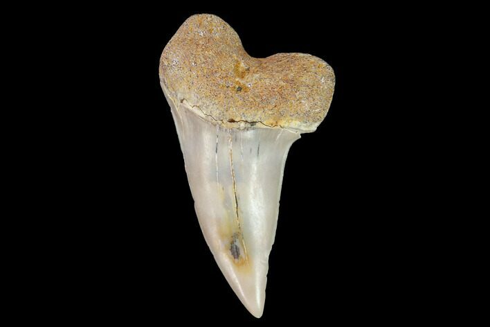 Fossil Shark (Carcharodon planus) Tooth - Sharktooth Hill, CA #94683